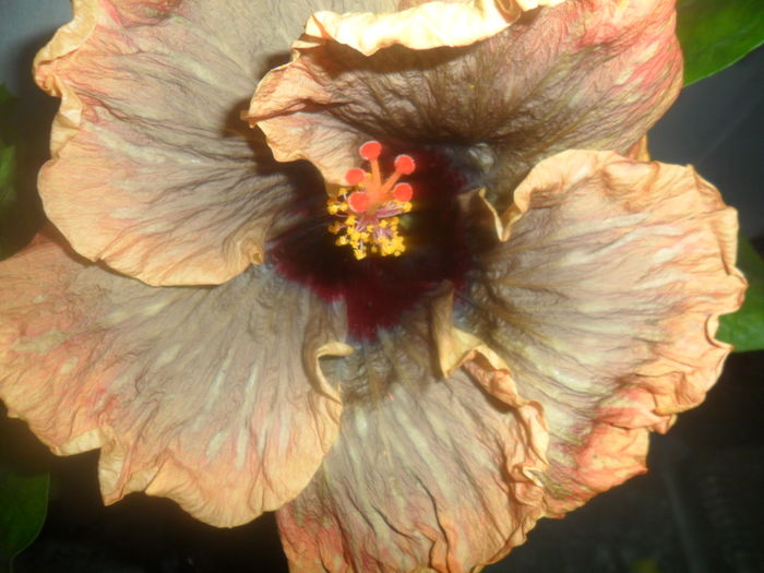 009