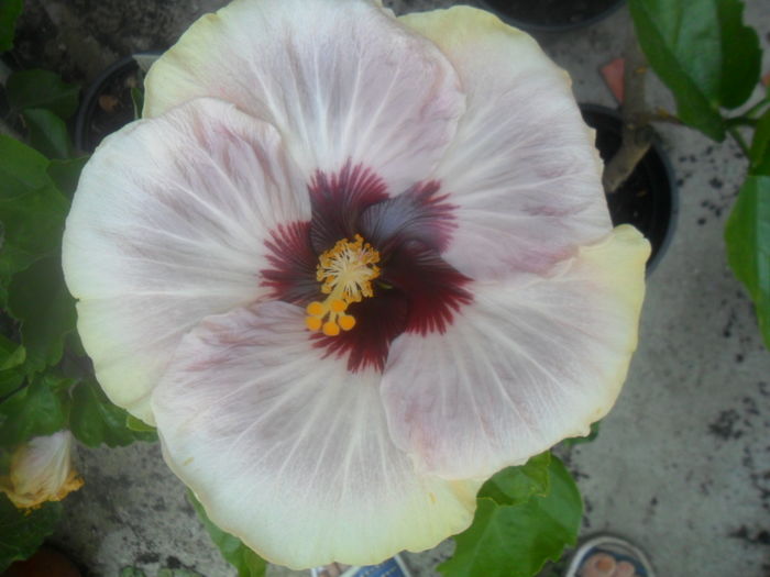 029