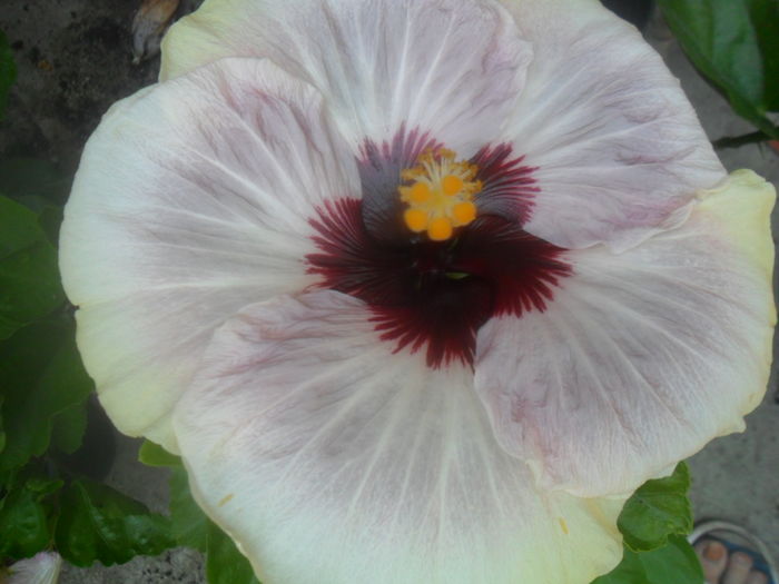 031