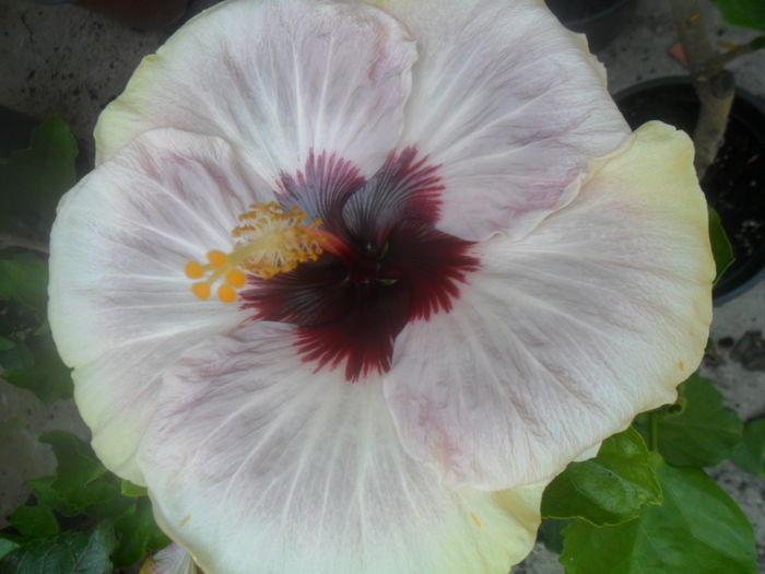 033