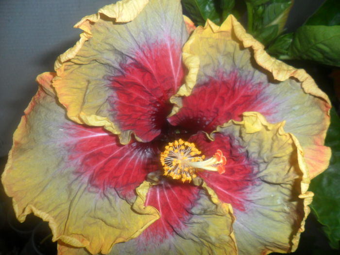 006 - 000-hibiscusi deosebiti