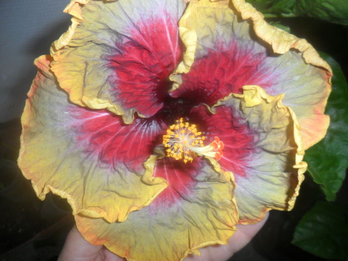 007 - 000-hibiscusi deosebiti