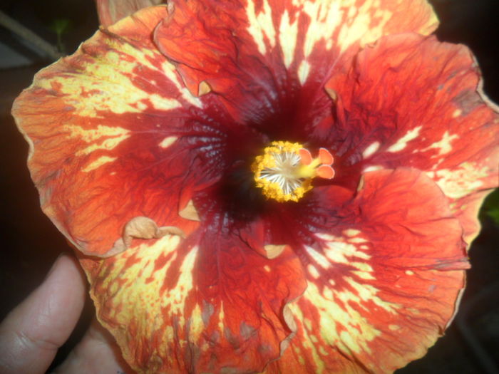 001 - 000-hibiscusi deosebiti