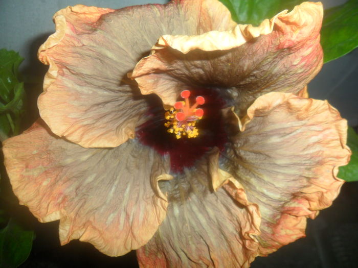 010 - 000-hibiscusi deosebiti