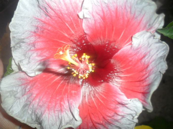013 - 000-hibiscusi deosebiti