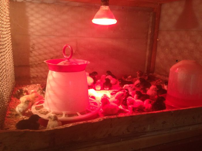 image - PUI  DE  GAINA