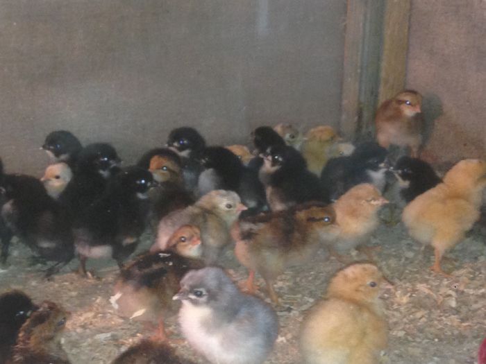 image - PUI  DE  GAINA