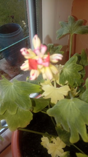 20160703_200854 - Muscate si alte plante