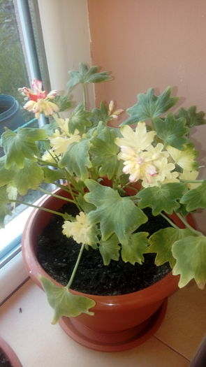 20160703_200859 - Muscate si alte plante