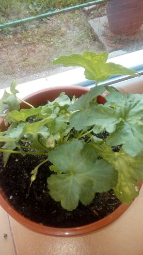 20160703_200903 - Muscate si alte plante