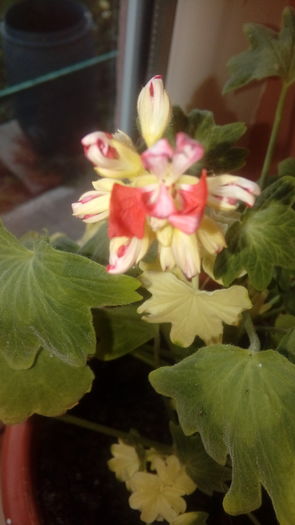 20160703_200923 - Muscate si alte plante