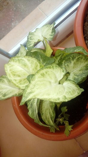 20160703_200945 - Muscate si alte plante