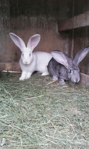 femela 2016 doar cea gri de vanzare