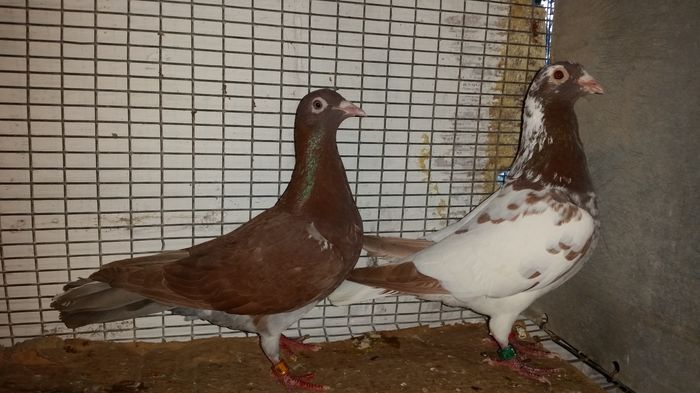 Per. 19 M2013NL  F2014DV