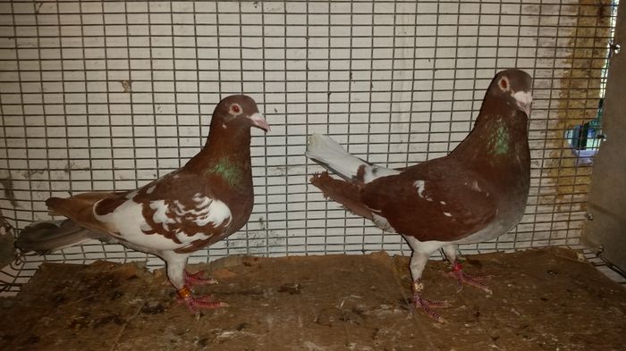 Per. 20 M2014NL  F2014DV