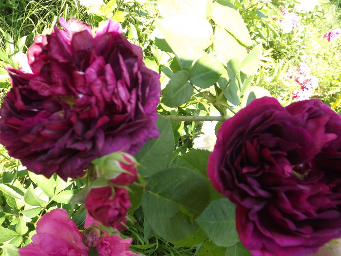 DSCF4739 - Trandafiri