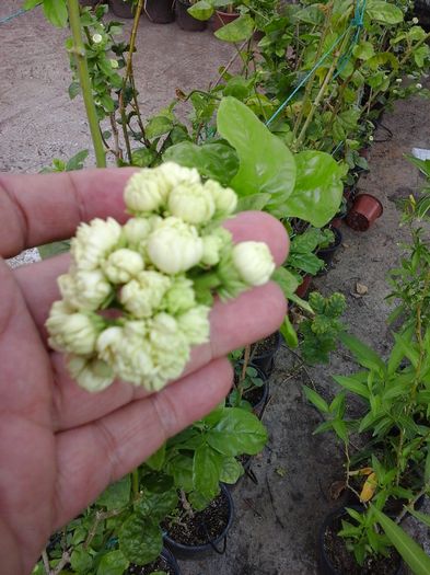 20160627_164700 - Jasmin - Sambac Grand Duke Of Tuscany