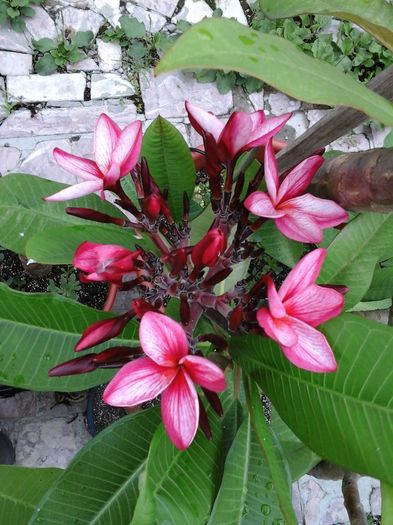 20160703_182228 - Plumeria - ne