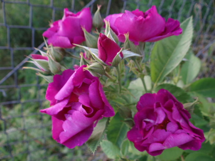 Rhapsody in Blue