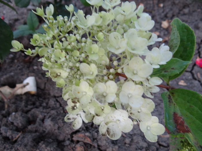 Grandiflora, prima floare