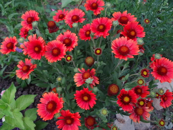 Gaillardia