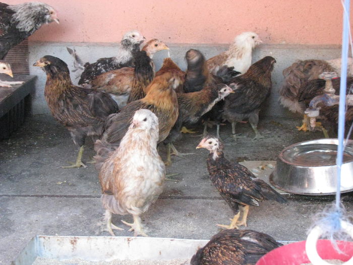 03.07.2016 032 - VIITOARE MATCA 2017