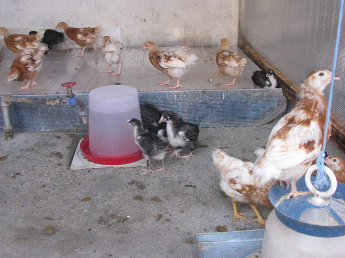 03.07.2016 033 - VIITOARE MATCA 2017