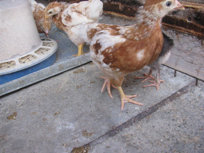 03.07.2016 036 - VIITOARE MATCA 2017