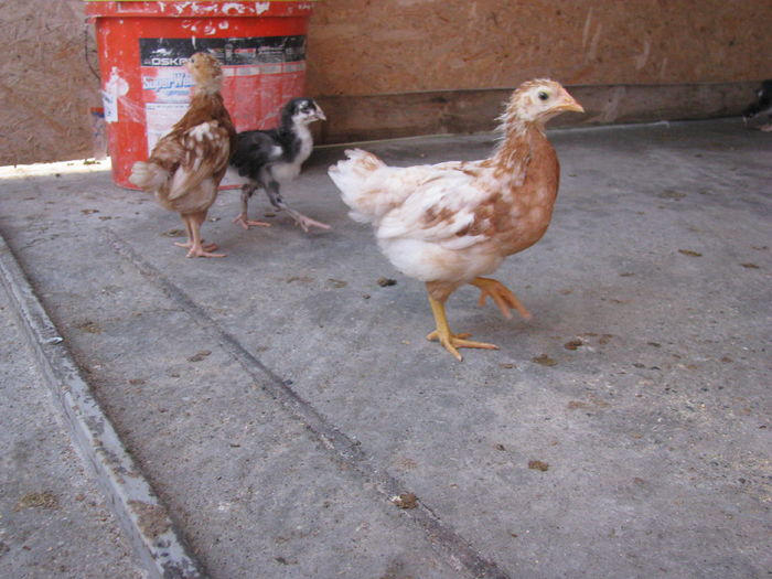 03.07.2016 038 - VIITOARE MATCA 2017