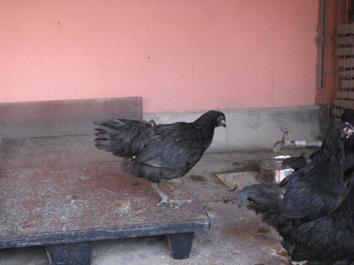 03.07.2016 039 - VIITOARE MATCA 2017