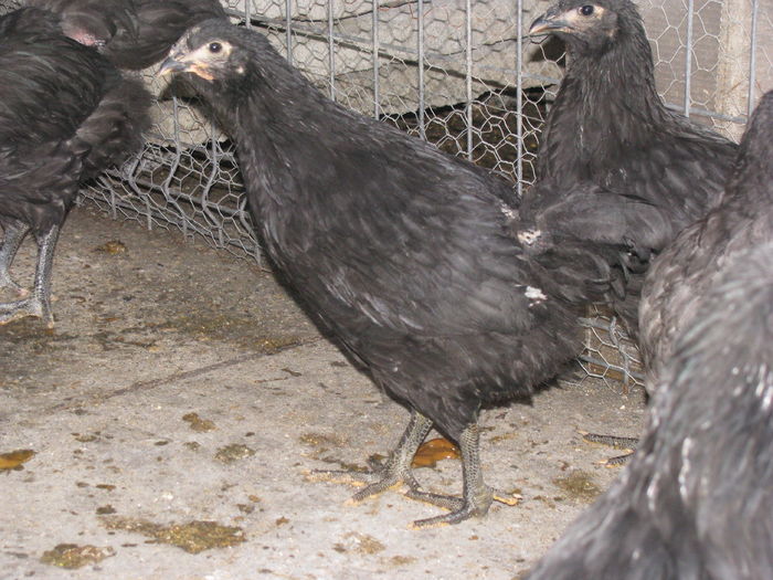 03.07.2016 042 - VIITOARE MATCA 2017