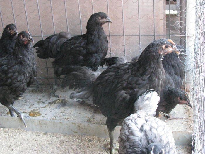 03.07.2016 043 - VIITOARE MATCA 2017