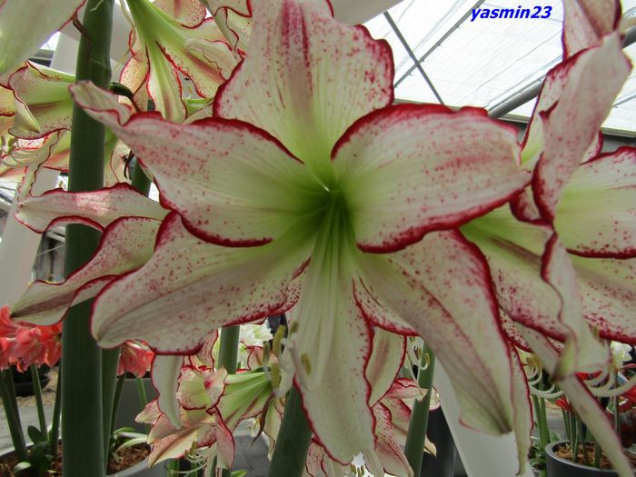 Keukenhof.06.05.2016 186
