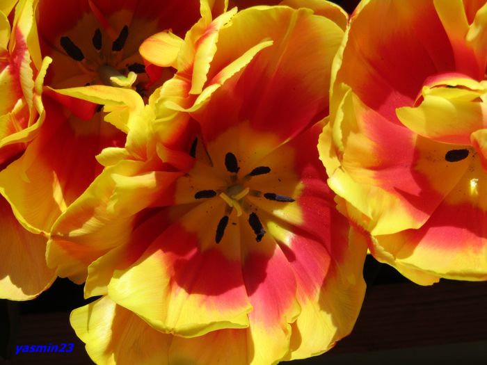 Keukenhof.06.05.2016 189