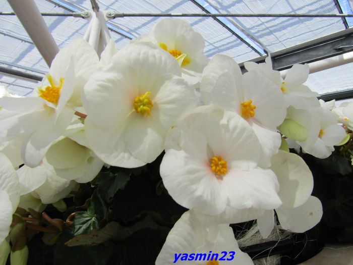 Keukenhof.06.05.2016 199