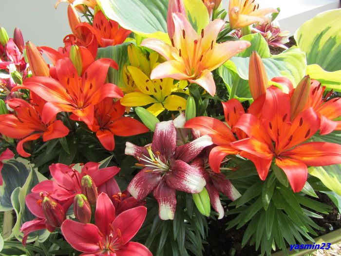 Keukenhof.06.05.2016 201