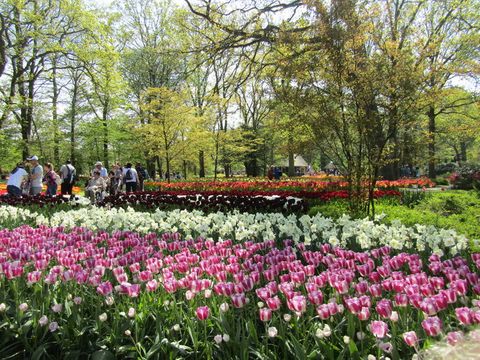 Keukenhof.06.05.2016 210