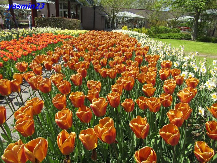 Keukenhof.06.05.2016 214