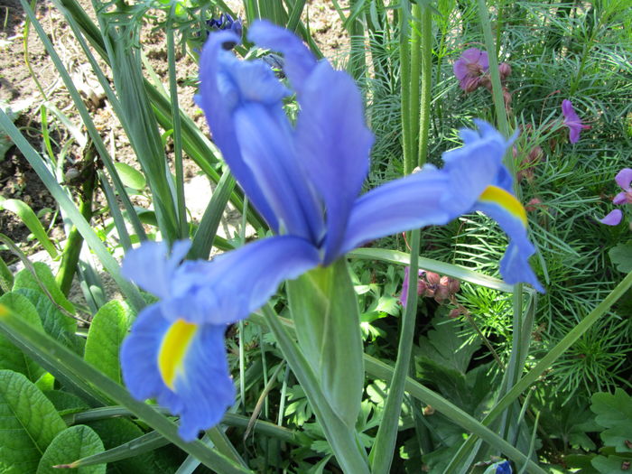 Iris holandica (2)