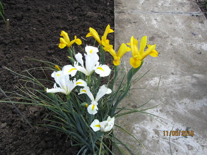 Iris holandica (9)
