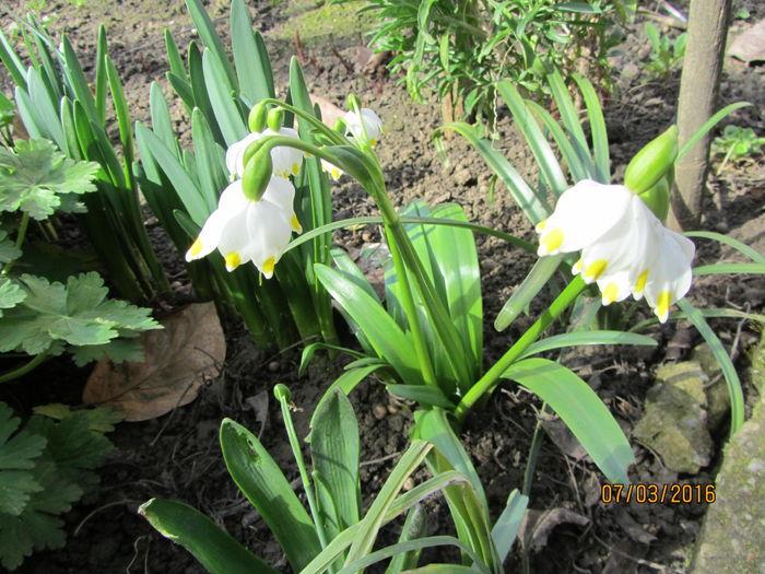 Leucojum vernum (7)