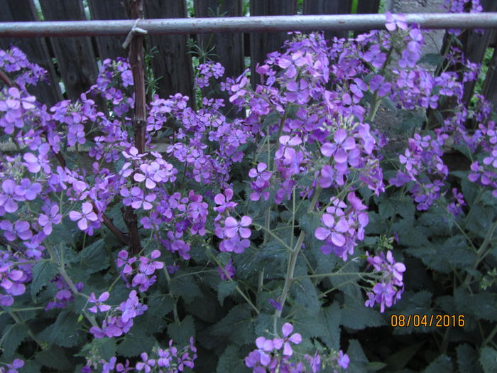 Lunaria annua (3)