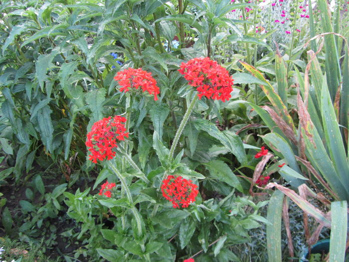 Lychnis calcedonica (4