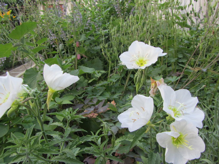 Oenothera speciosa - Flori de gradina-2016-Vara