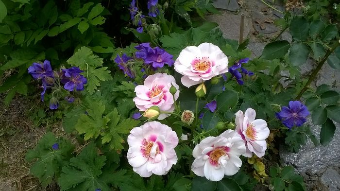 WP_20160702_130 - Eyes for You