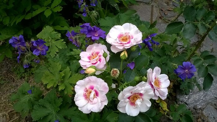 WP_20160702_131 - Eyes for You