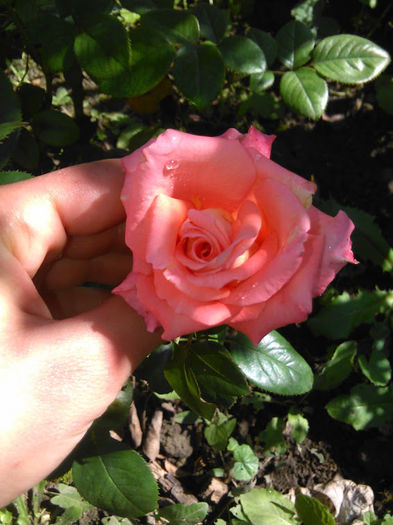 IMG_20151006_122904 - trandafiri