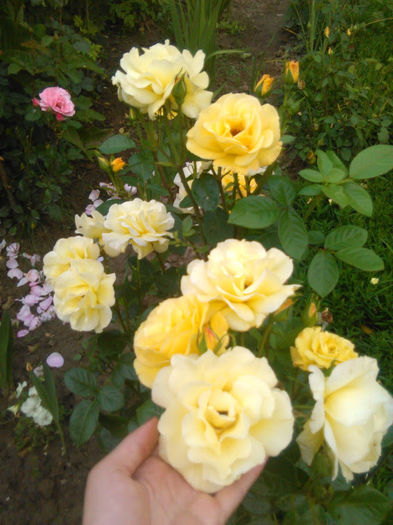 IMG_20160604_201321 (1) - trandafiri