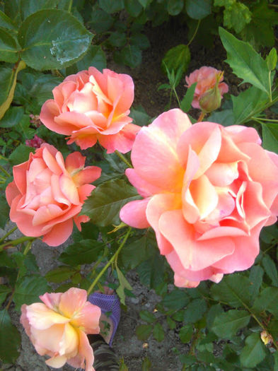 IMG_20160531_200422 - trandafiri