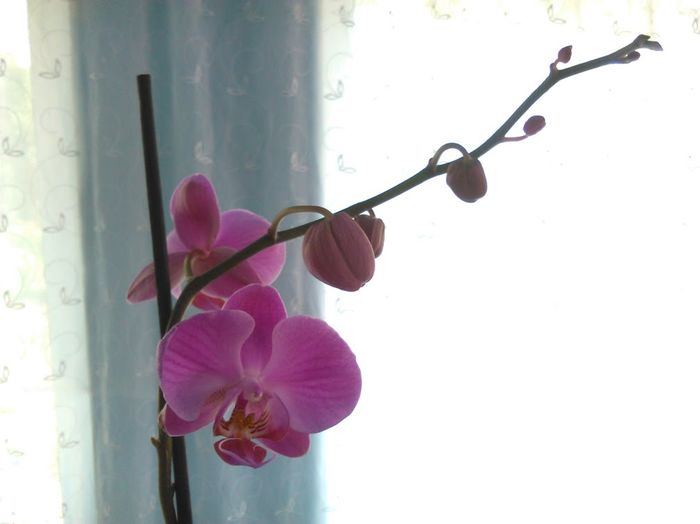 IMG_20160531_124616 - orhidee
